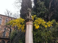 Venedig. Einer von vielen Löwen 