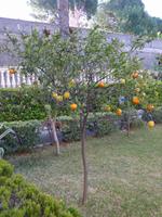 Veredelter Zitronen u. Mandarinenbaum im Garten des Hotels
