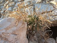 Vieste, Quellerpflanze