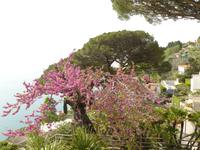 Villa Rufolo Ravello
