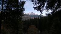 Wald in Brenta-Dolomiten