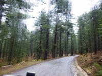 Wald von Aitone
