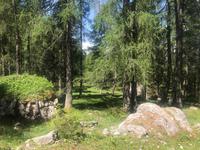 Waldeinblicke