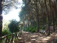 Waldidylle