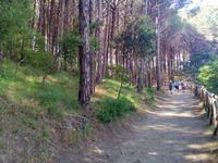 Waldweg