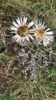 Wanderreise am Gardasee 15.10.2024  - Hochebene Monte Baldo - Silberdistel 