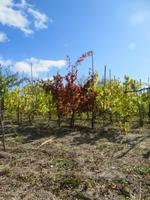 Wanderung bei Castiglione_2