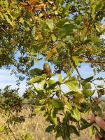 Wanderung im Itratal auf dem Aquäduktweg, Rieseneichel