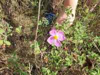 Wanderung im Itratal auf dem Aquäduktweg, Zistrose