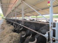 Wasserbüffelfarm