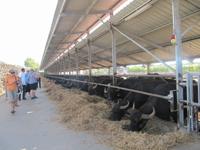 Wasserbüffelfarm