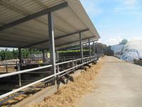 Wasserbüffelfarm