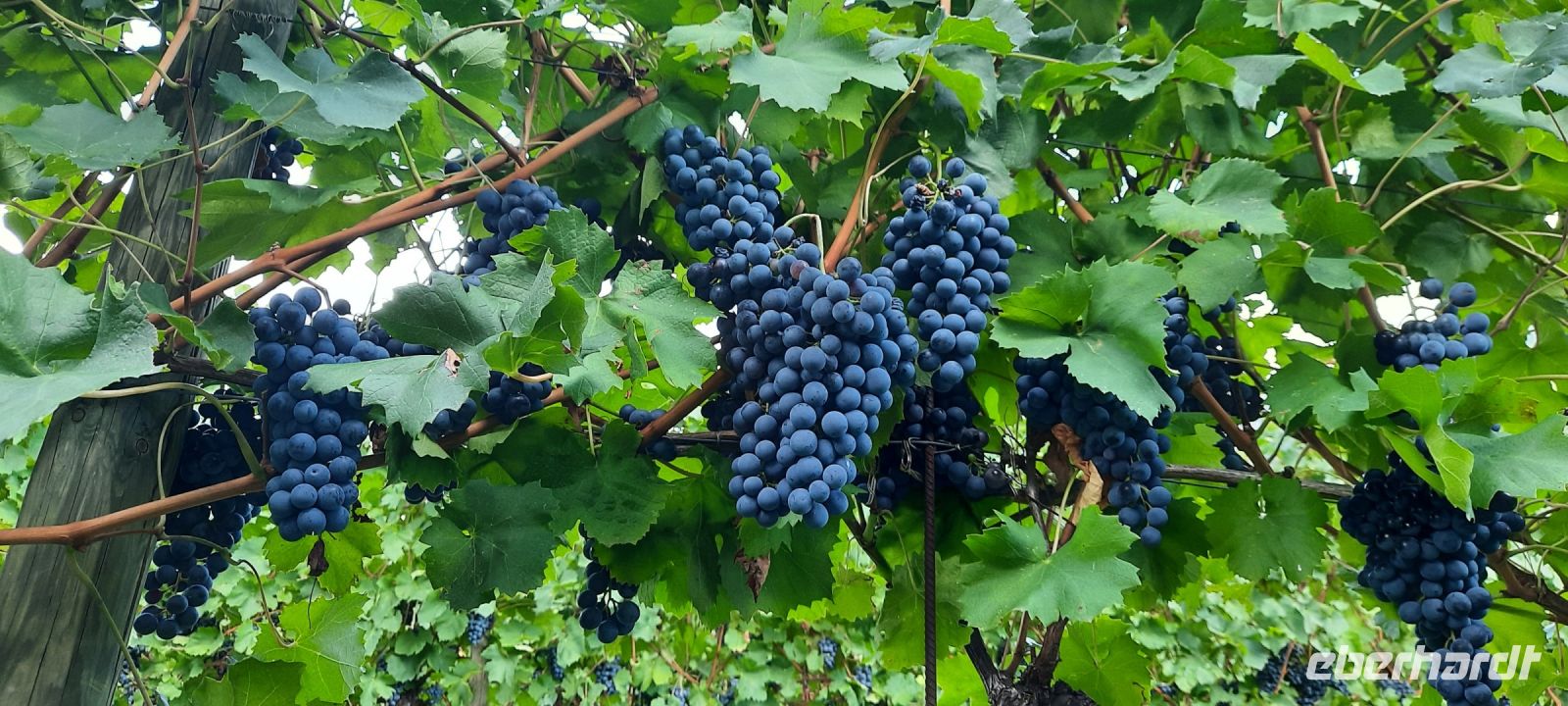 Wein