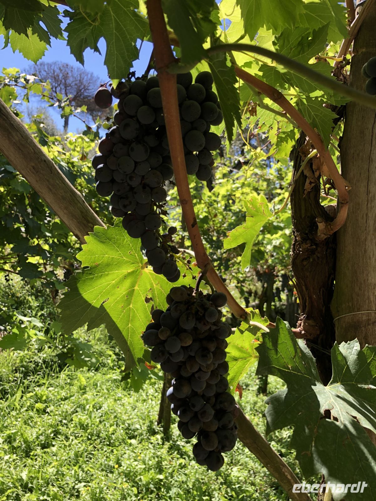 Wein