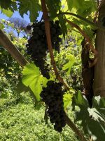 Wein