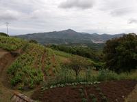 Weinanbau auf Elba