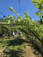 Weinberg der Familie Endrizzi