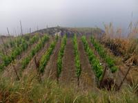 Weinberg oben