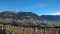 Weinberge bei Meran
