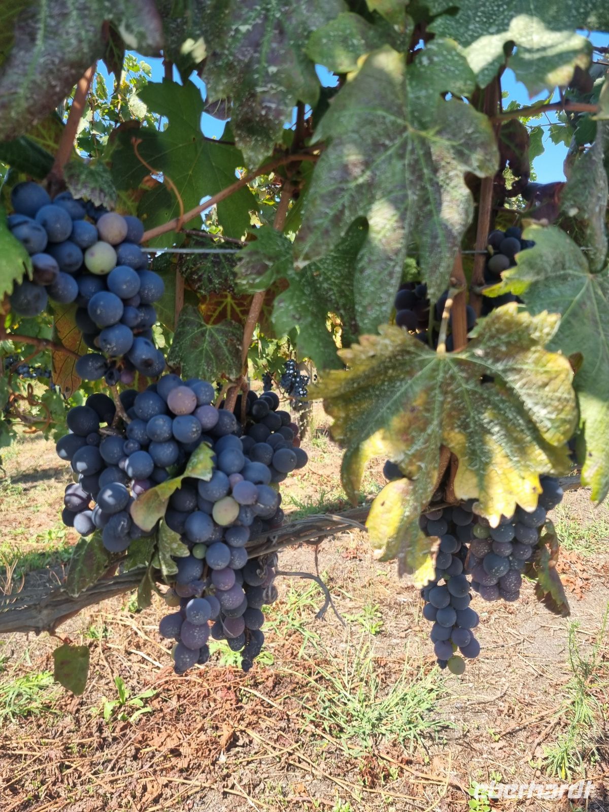 Weingut 