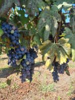 Weingut 