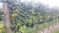 Weingut 