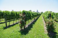 Weingut Pitars