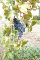 Weinrebe
