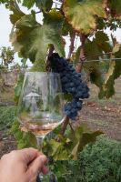 Weinrebe