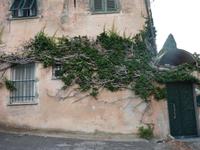 Weinreben am Haus