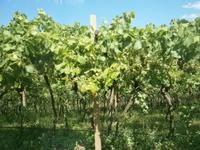 Weinstock an der Südtiroler Weinstraße