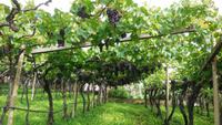 Weinstrasse St. Jakob in Kastellaz