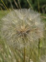 Wiesen-Bocksbart, Natur in den Dolomiten