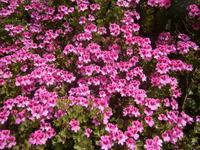 Wild wachsende Pelargonien