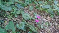 Wilde Alpenfeilchen
