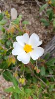 Zistrosenblüte