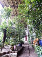 Zitronen Plantage
