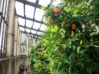 Zitronenplantage Limone