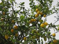 Zitronenplantage