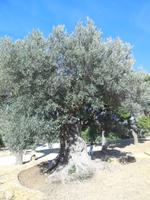 alter Olivenbaum