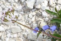 am Rosengarten