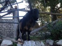 auf der Insel Capri