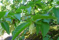 blühender Baum 