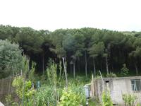 der Wald beginnt
