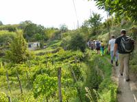 der Weg führt am Weinanbau vorbei