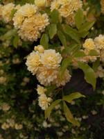 die Rose von Meran