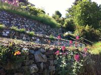 fakultative Wanderung