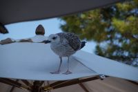 freche Möwe