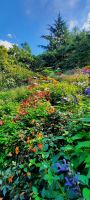 große Blumenwiese