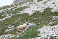 im Edelweißtal